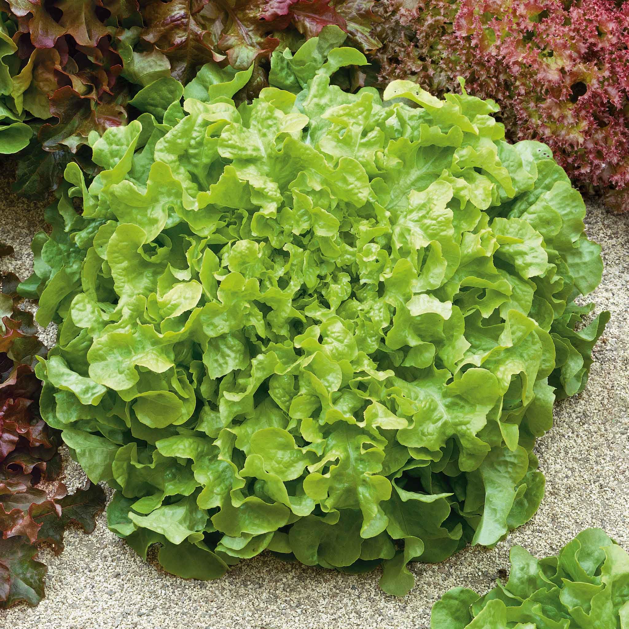 Eden Brothers Non-GMO Lettuce Seeds - Salad Bowl Green Variety, 5 lbs | Low-Maintenance Cool Season Planting for Zones 2-10 | Perfect for Home Gardens, Fresh Salads & Organic Vegetable Growing