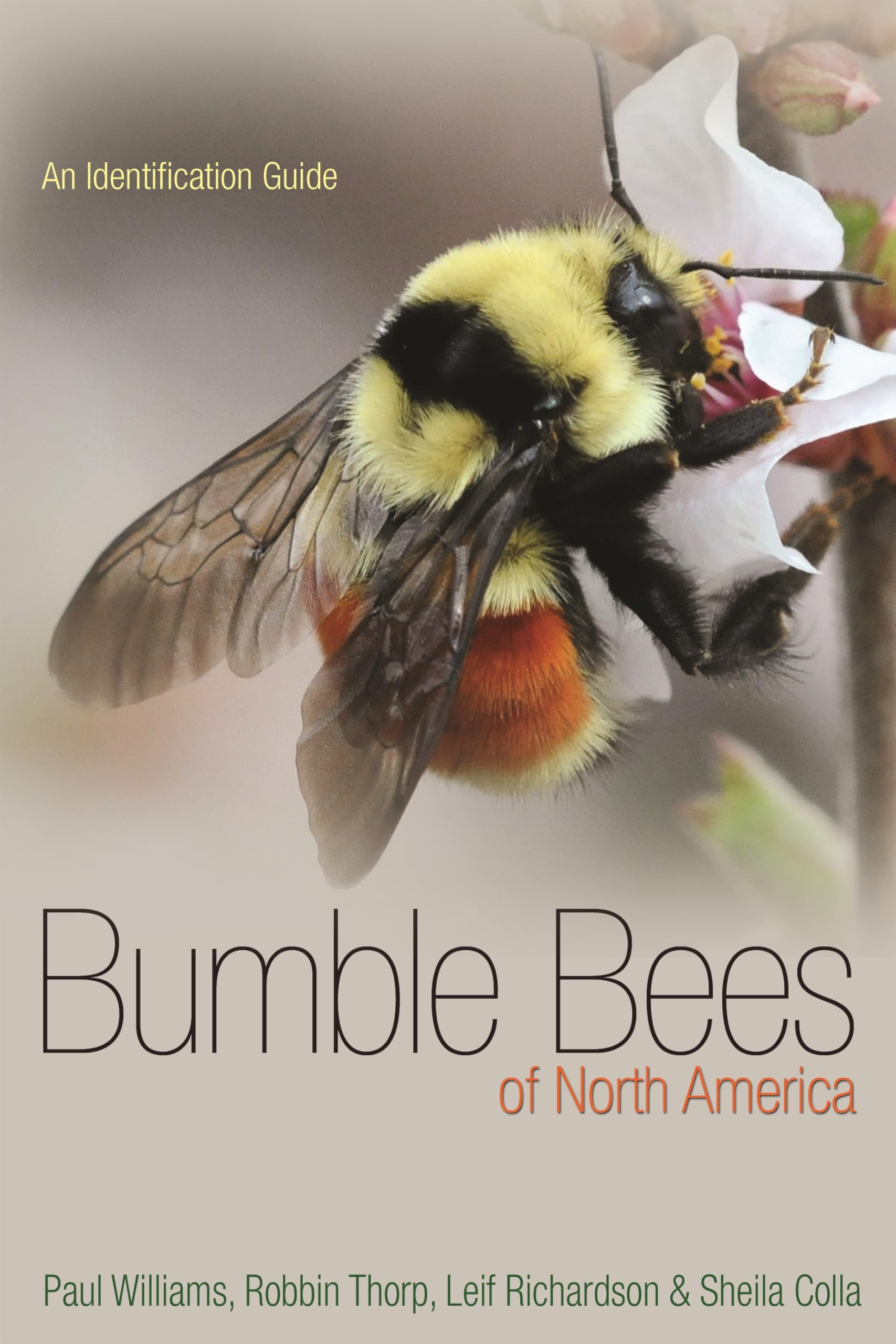 Bumble Bees of North America: Identification Guide - Princeton Field Guides for Bee Enthusiasts & Nature Lovers | Perfect for Backyard Beekeeping, Pollinator Conservation & Outdoor Exploration