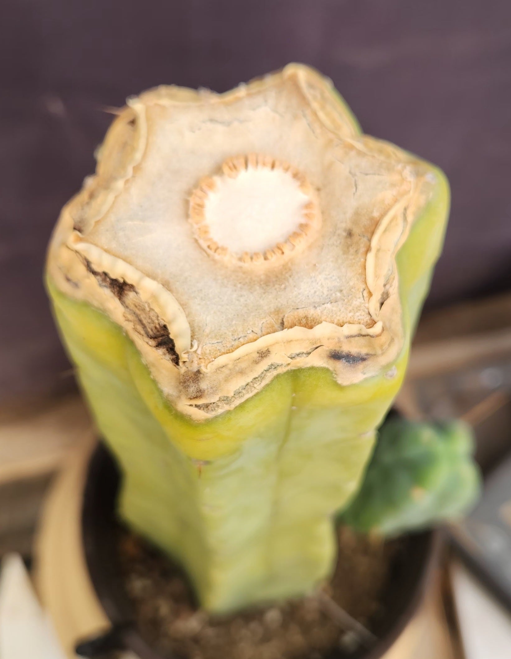 EC209 EXACT Trichocereus Bald Bridgesii 4-Rib Cactus - 12 Inch Tall | Rare Collectible Succulent for Home Decor, Office Plants & Cactus Garden Arrangements