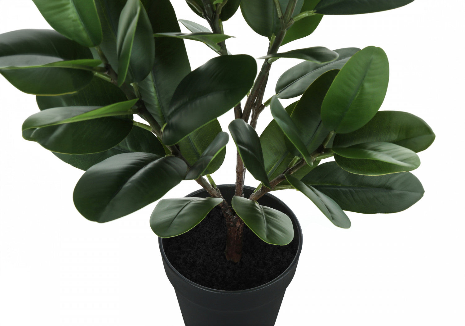 Organic Garcinia Cambogia Plant with 5 Black Pots - Premium Indoor/Outdoor Fruit Tree for Home Garden, Kitchen Herb, or Natural Weight Loss Supplement - Perfect for Balcony, Patio, or Greenhouse Gardening