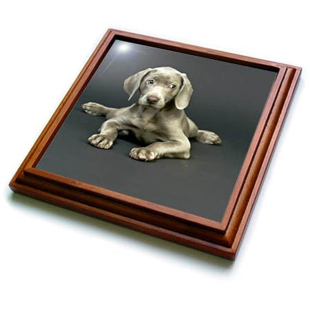 3D Rose Weimaraner Puppy Trivet with Ceramic Tile - 8x8 Inch Brown Heat Resistant Coaster for Hot Dishes - Perfect for Kitchen, Dining Table, and Home Decor