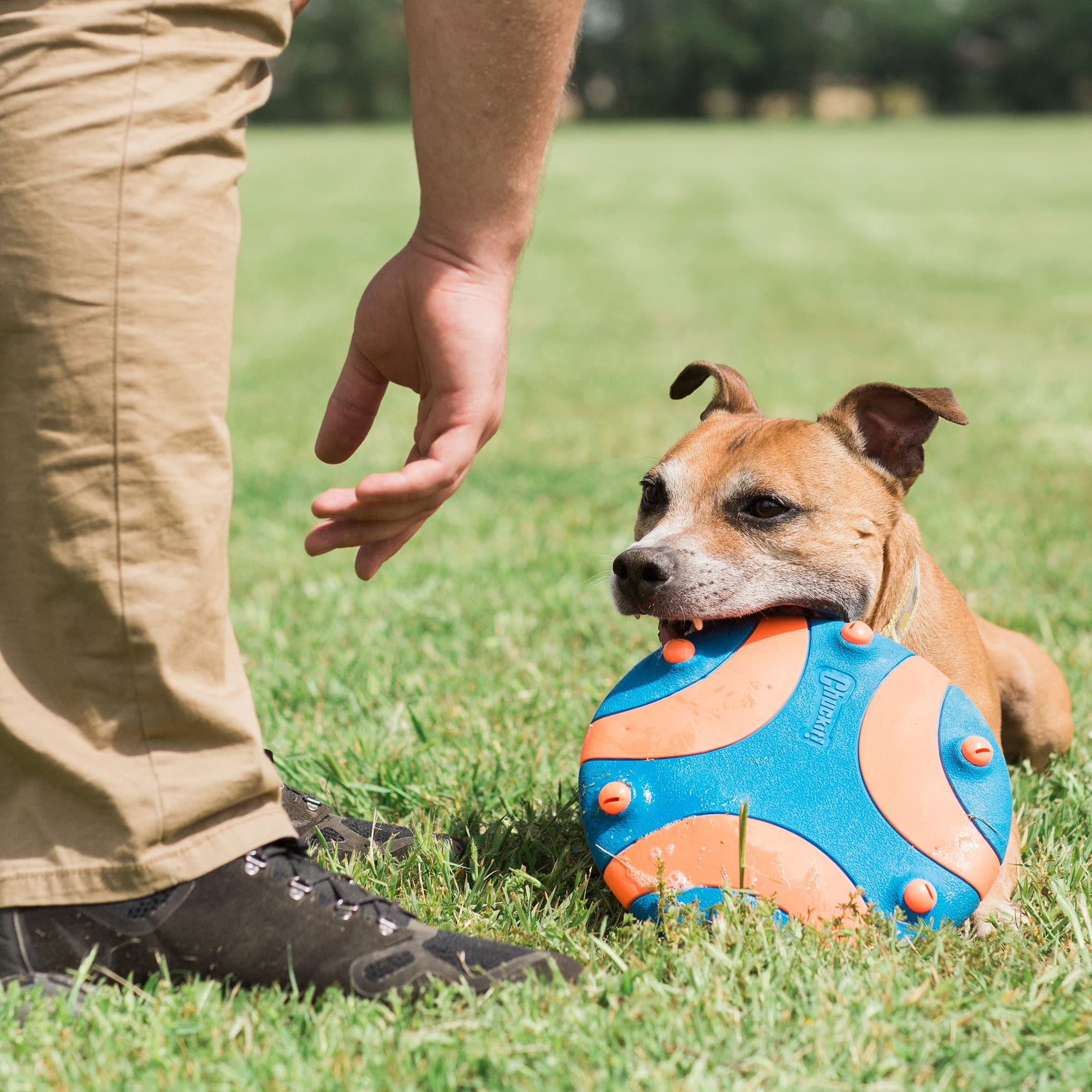 Chuckit! Whistle Flight Dog Toy - Orange & Blue for Outdoor Play