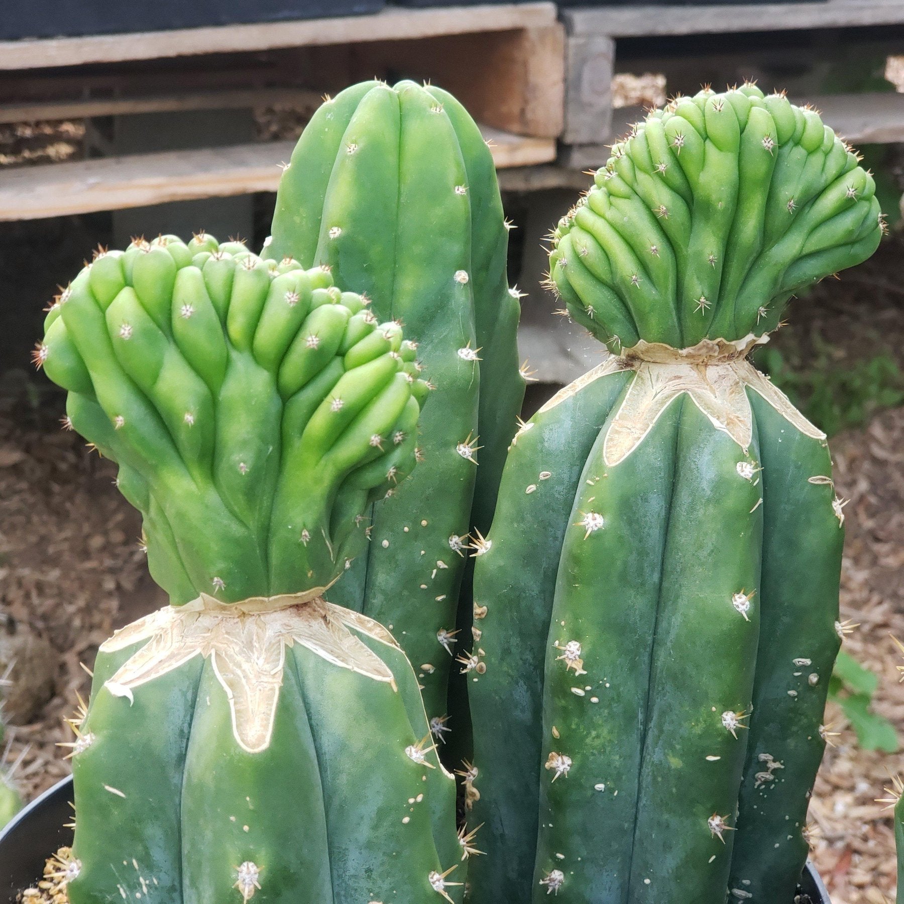 EC33 EXACT Trichocereus Pachanoi PC Cactus - 3 Pack of Premium San Pedro Cactus for Home Garden, Landscaping & Spiritual Ceremonies