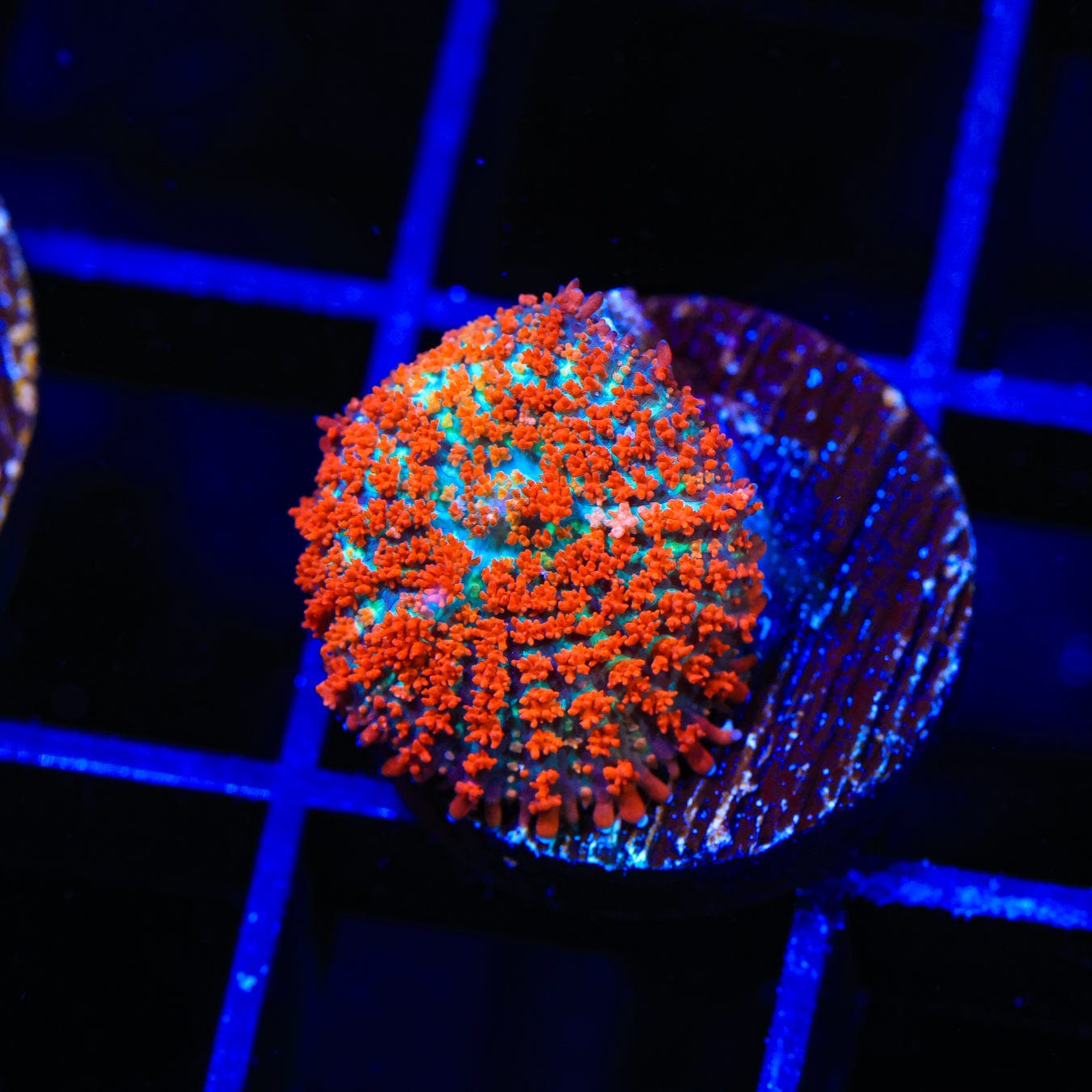 Premium Forest Fire Mushroom Coral for Saltwater Aquariums - Vibrant Coral for Reef Tanks & Marine Aquascaping
