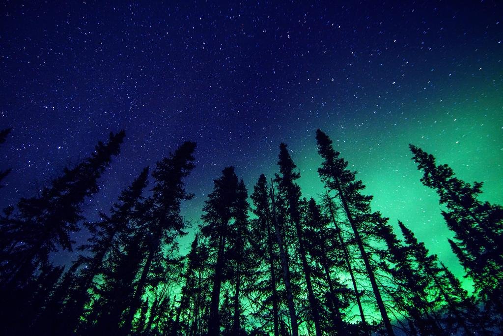 Northern Lights and Forest Laminated Poster - 16x24 Inch Dry Erase Wall Art for Home & Office Decor - Perfect for Living Rooms, Bedrooms, and Workspaces