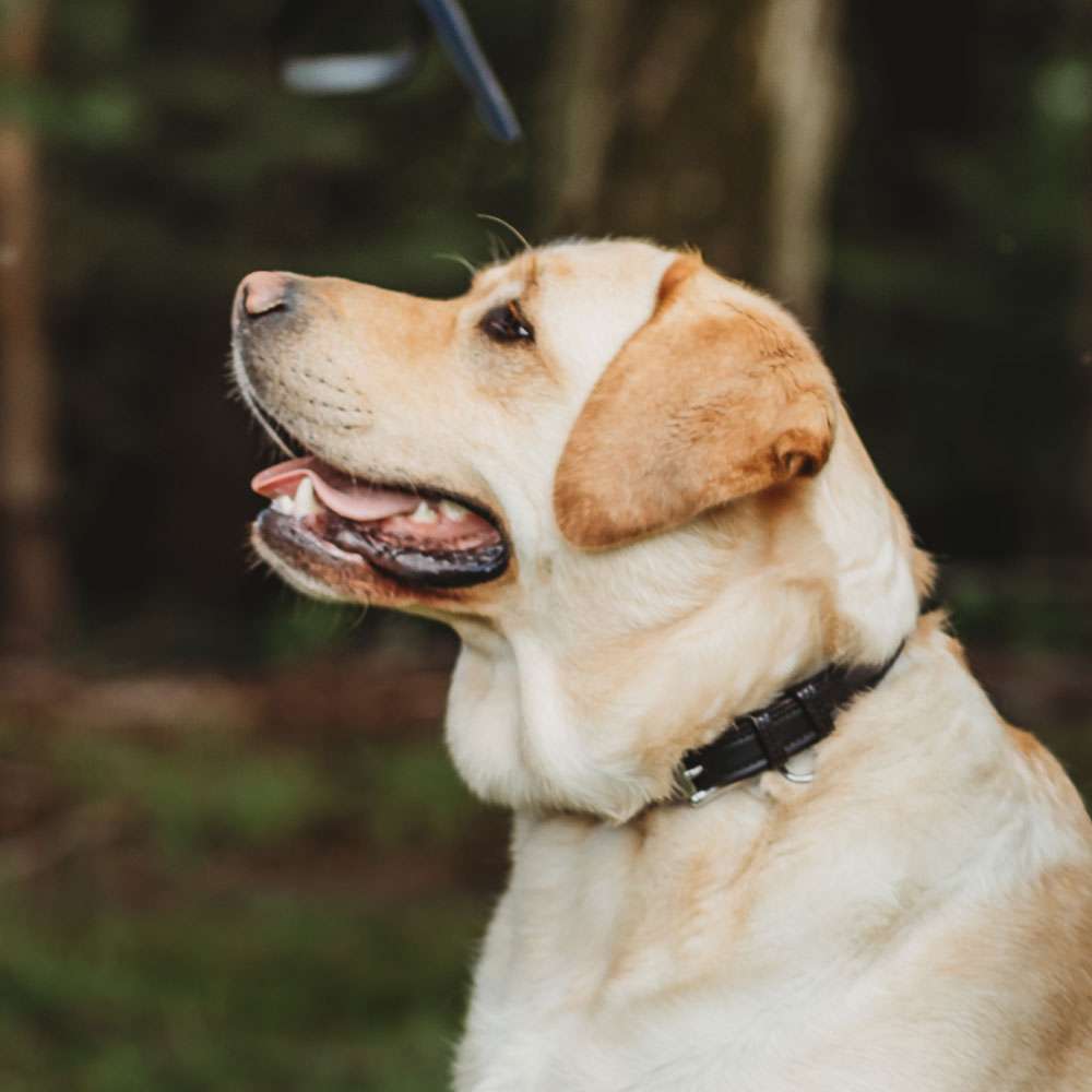 Rover Standard Dog Collar - Adjustable Nylon Pet Collar for Small Medium Large Dogs - Durable Reflective Stitching for Safety - Perfect for Walking, Training, and Outdoor Adventures