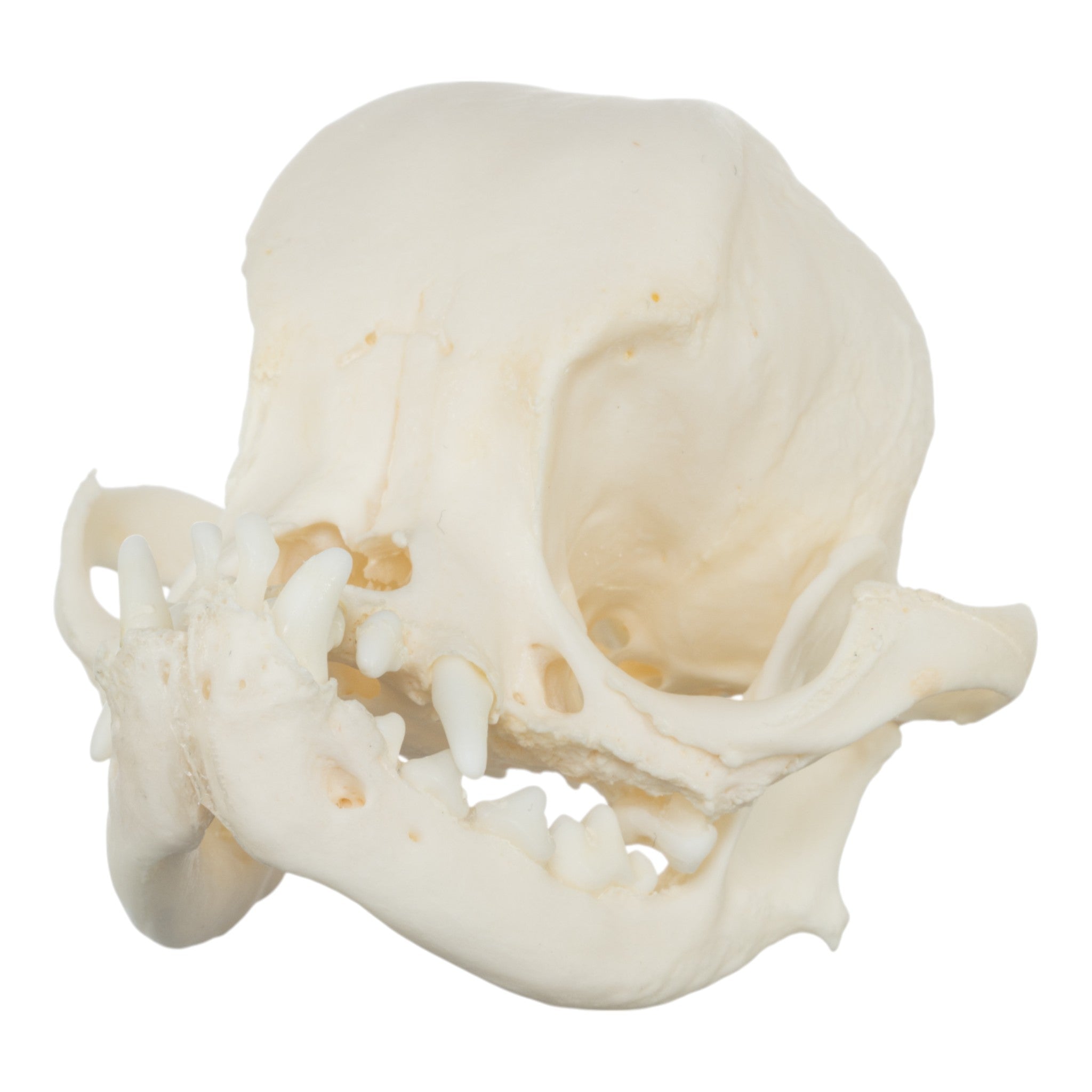 Authentic Pug Dog Skull with Periodontal Details - Realistic Canine Anatomy Specimen for Veterinary Study, Halloween Decor, and Oddity Collectors