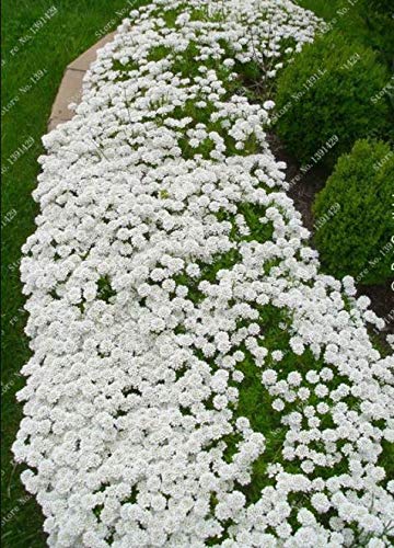 1000pcs Creeping Thyme White Seeds - Perennial Ground Cover Plants for Home Garden, Landscaping, Rock Gardens & Lawn Alternatives