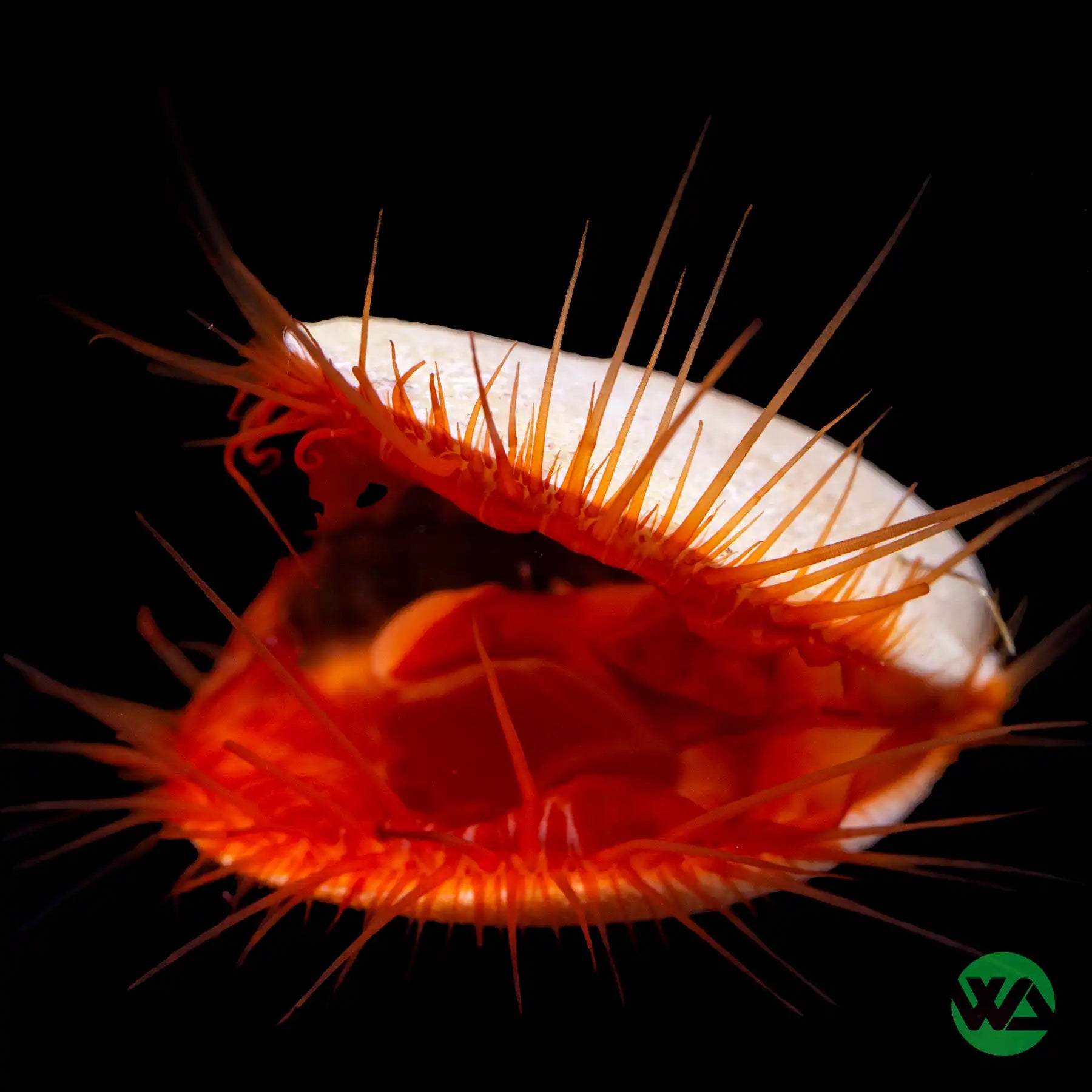 Flame Scallop (Lima Scabra) - Exotic Saltwater Bivalve for Marine Aquariums | Perfect for Reef Tanks & Aquatic Displays