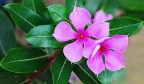 100% Pure Nithyakalyani Powder (Sadabahar Powder) - 100g | Catharanthus Roseus | Madagascar Periwinkle Powder | Herbal Supplement for Immunity & Wellness | Perfect for Tea, Smoothies & Ayurvedic Remedies