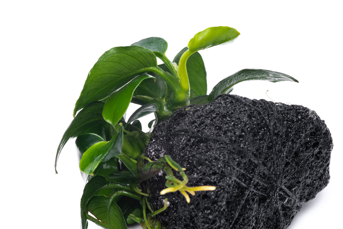 Anubias Barteri Petite Round Lava Stone - Live Aquarium Plant for Fish Tank Decor | Perfect for Nano Tanks, Aquascaping & Low Light Aquariums