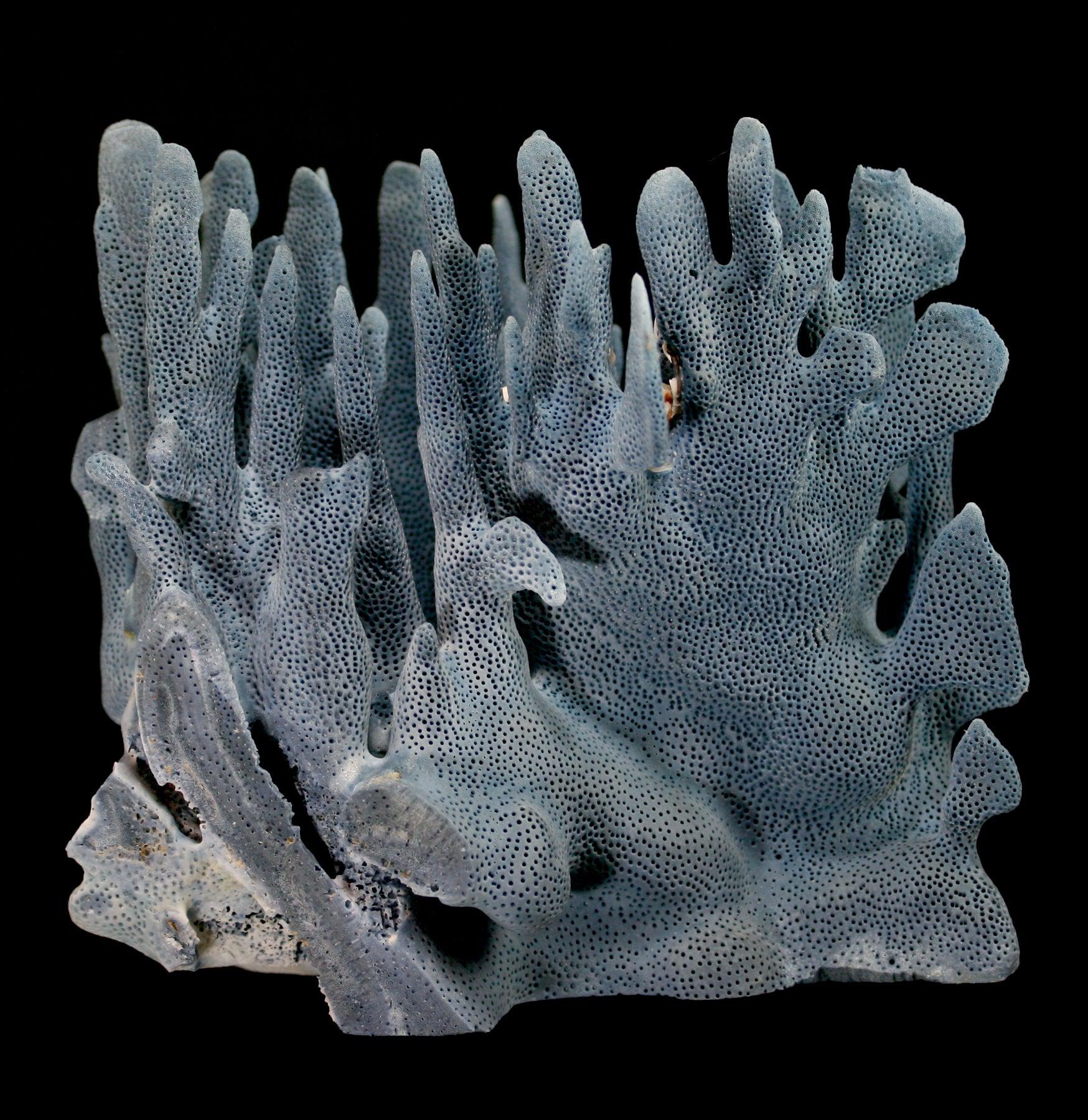 Premium Blue Heliopora Coerulea Coral for Saltwater Aquariums - Vibrant Live Coral for Reef Tanks & Marine Aquascaping