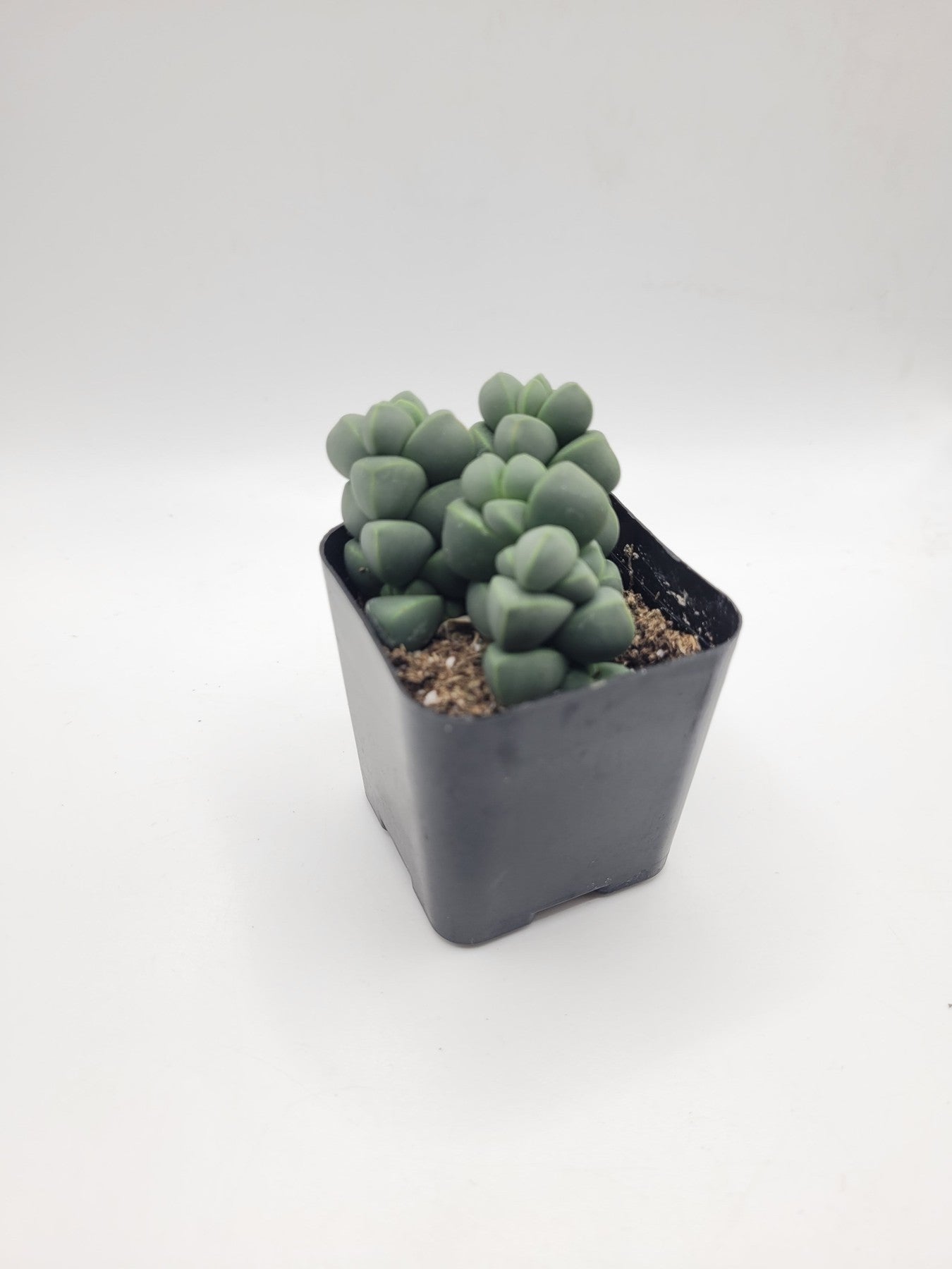Corpuscularia Lehmannii Succulent Plant - Live Rare Ice Plant for Home & Garden Decor, Office Desk, Terrariums, and Succulent Arrangements