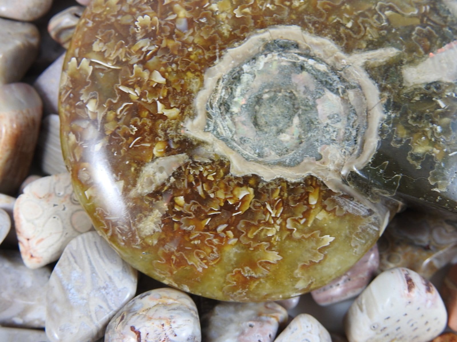 Authentic Ammonite Fossil - Natural Prehistoric Ammonite Specimen for Collectors, Home Decor & Gifts | Perfect for Geology Enthusiasts, Fossil Displays & Unique Interior Design