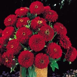 Zinnia Benary Giant Deep Red 1000 Seeds - Premium Flower Seeds for Vibrant Garden Beds, Borders & Cut Flower Arrangements