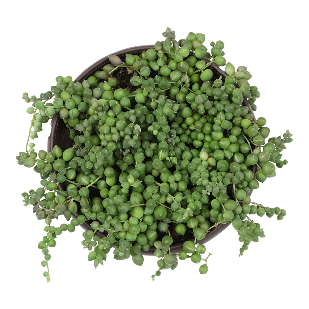 String of Pearls Live Succulent Plant in Hanging Planter - Indoor Houseplant for Home & Office Decor | Low Maintenance Mini Succulents for Shelves, Windowsills & Gift Giving