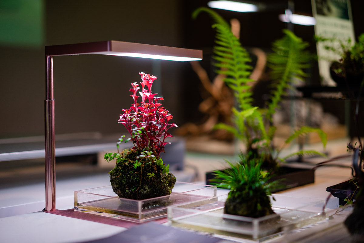 ONF Flat Nano Stand LED Light - Rose Gold | Modern Desk Lamp for Home & Office | Perfect for Reading, Working & Decor