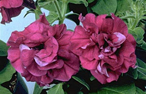 Double Cascade Burgundy Petunia Seeds - Premium Annual Flower Seeds for Garden, Hanging Baskets & Window Boxes