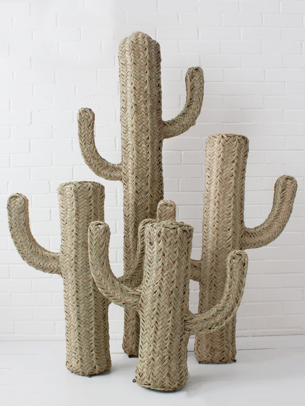 Halfah Grass Cactus - Natural Decorative Plant for Home, Office & Garden | Perfect for Indoor Succulent Arrangements & Desert Landscaping