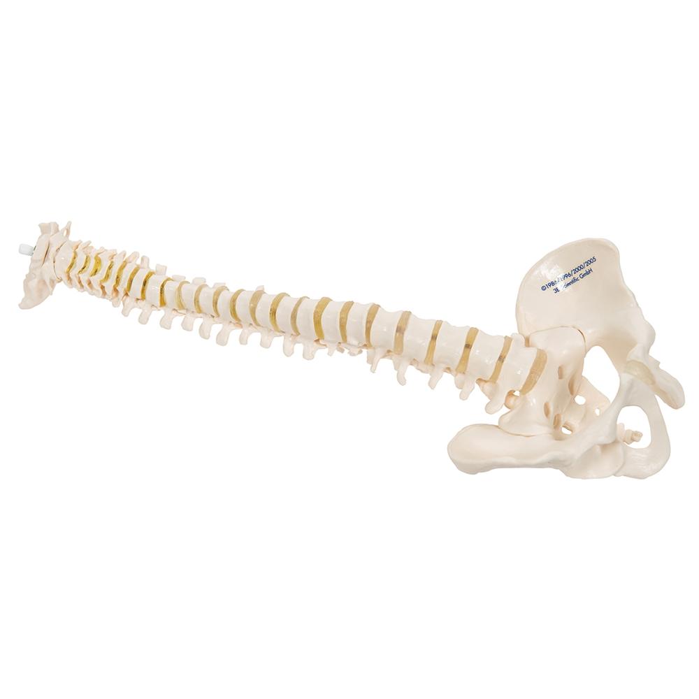 Flexible Mini Spinal Column Model - Anatomical Spine Teaching Tool for Medical Students & Chiropractors - Perfect for Classroom, Clinic & Study Use