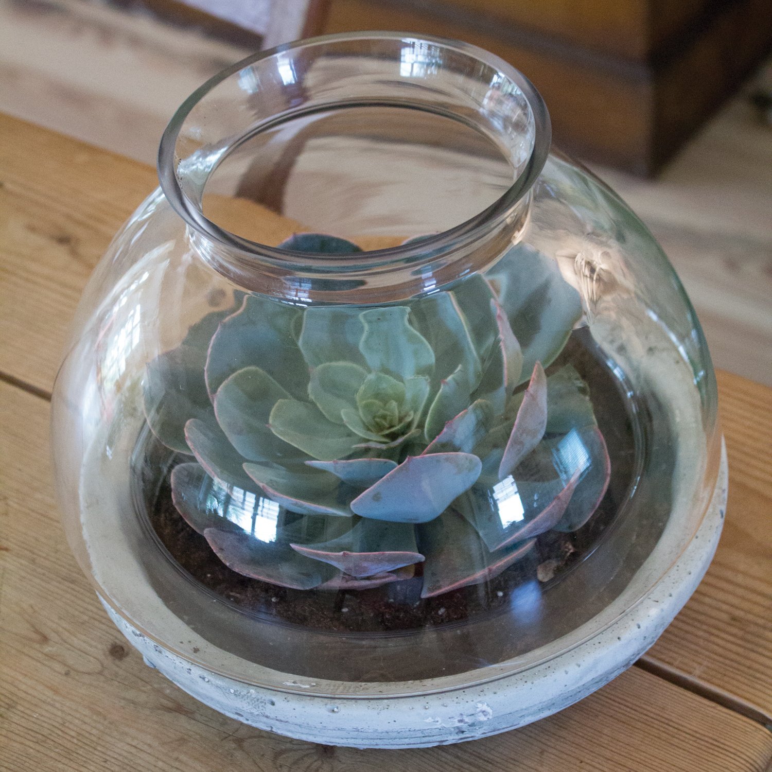 Premium Mixed Material Terrarium for Plants - Large Size | Indoor Garden Decor, Succulent Display, Home & Office Plant Holder