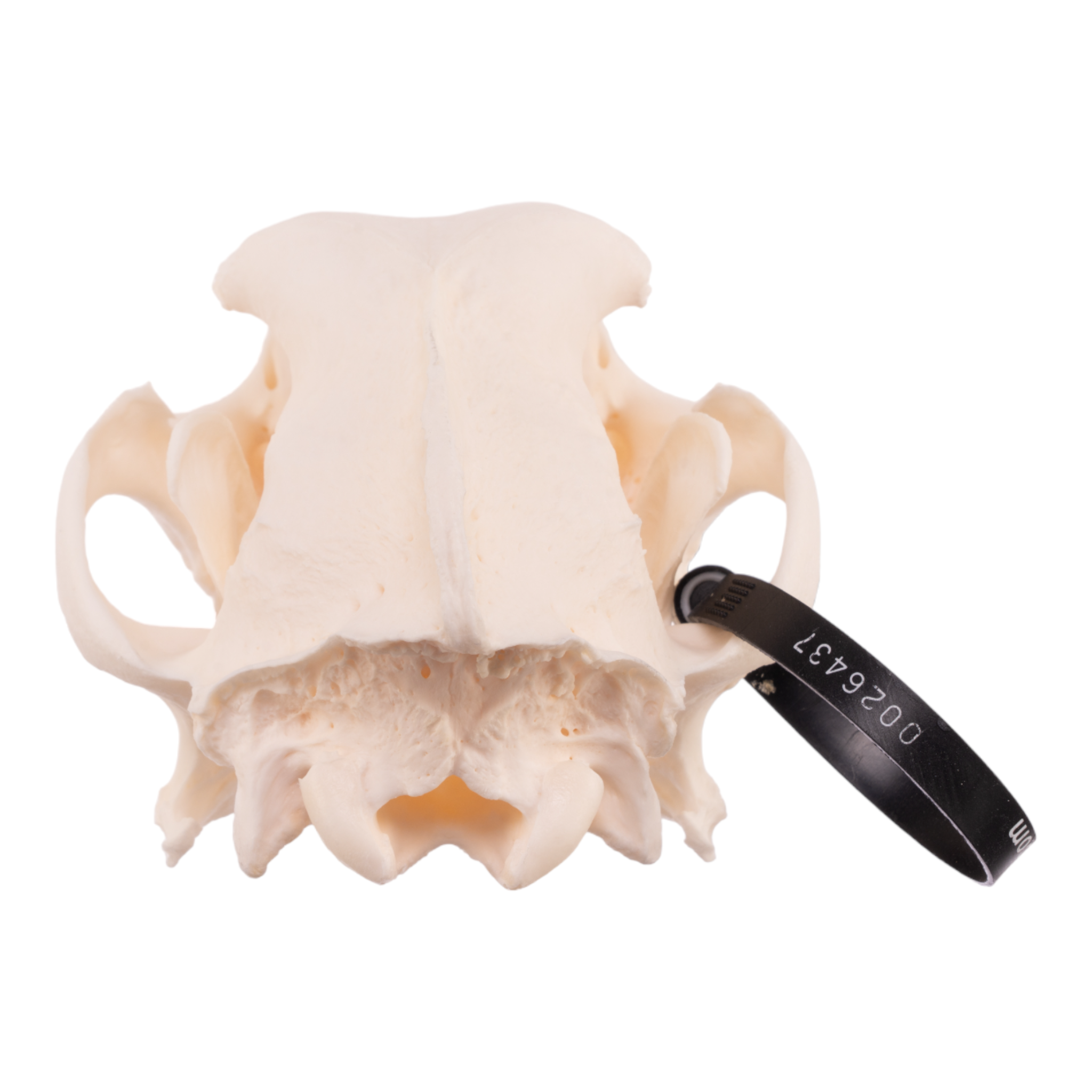 Authentic German Shepherd Dog Skull - Real Domestic Canine Skull for Veterinary Study, Taxidermy, and Educational Display