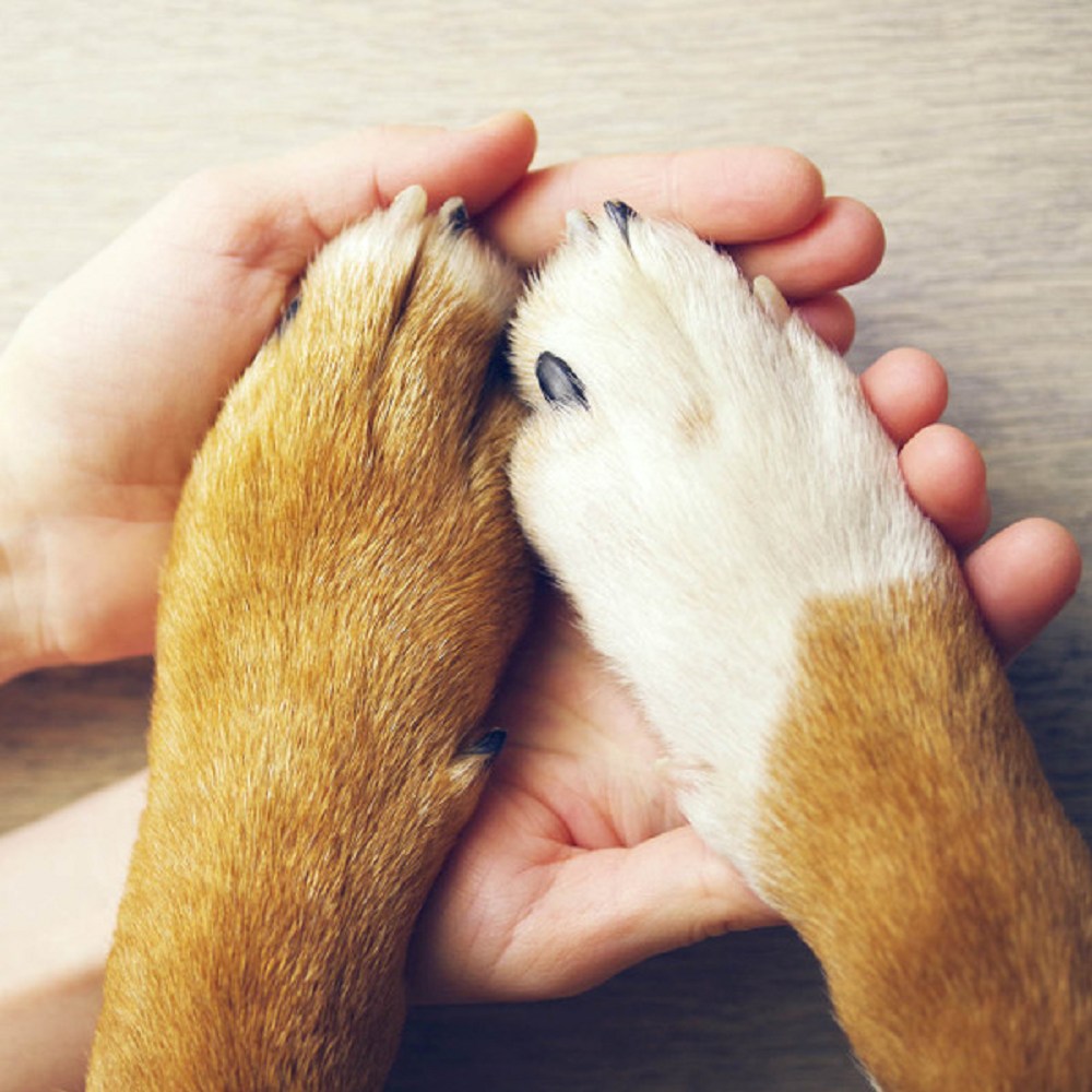 On The Paw Therapy Balm for Dogs, Cats & Rabbits - Natural Healing for Dry Paws, Cracks & Irritations - Perfect for Pet Grooming & Daily Paw Care