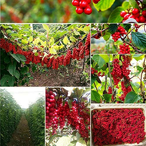Premium Organic Schisandra Berry Tea - 250g (0.55LB) | Chinese Herbal Tea with Antioxidants | Natural Energy Boost & Stress Relief | Perfect for Morning Wellness & Afternoon Relaxation