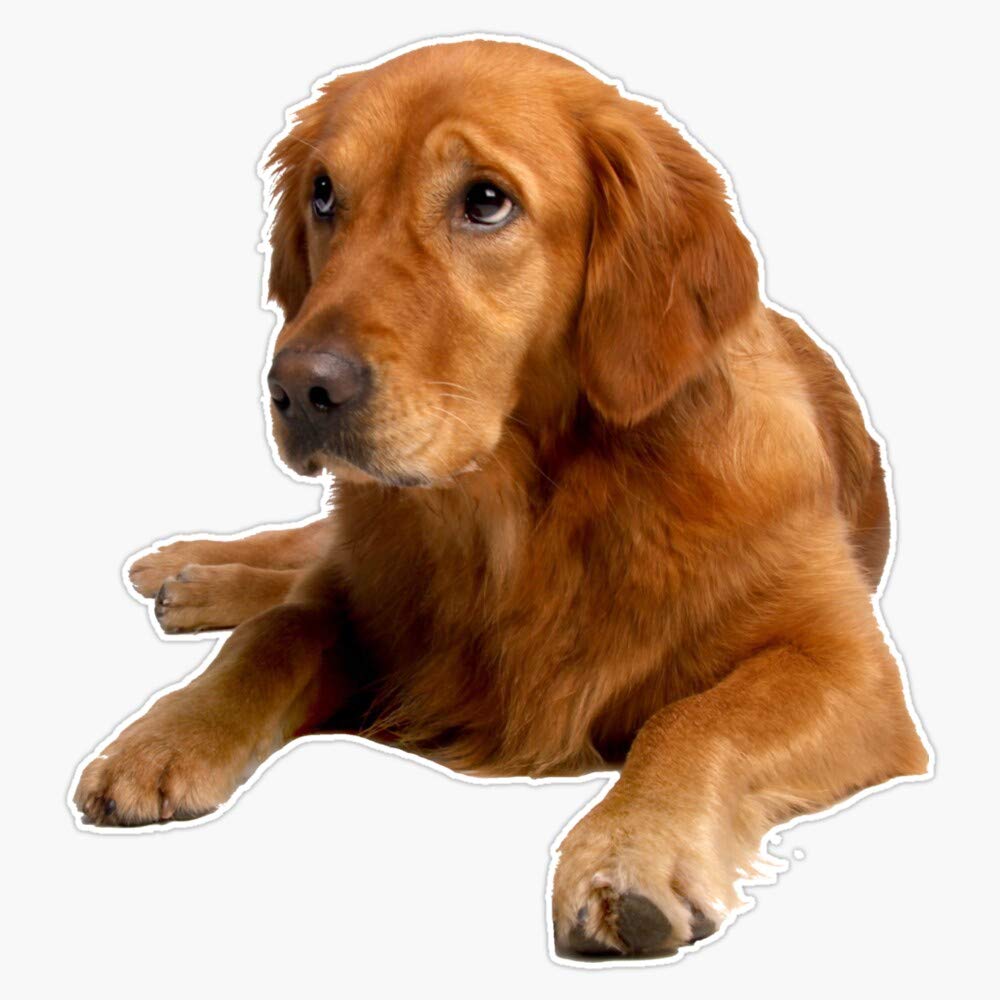 Golden Retriever Vinyl Waterproof Sticker - 5
