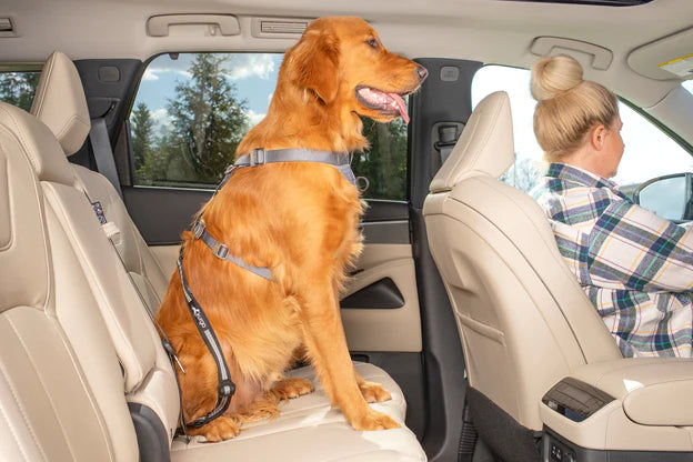 Kurgo Direct to Latch Swivel Tether - Rotating Dog Seat Belt for Car Safety, Travel & Road Trips | Secure Pet Harness Attachment for Vehicles