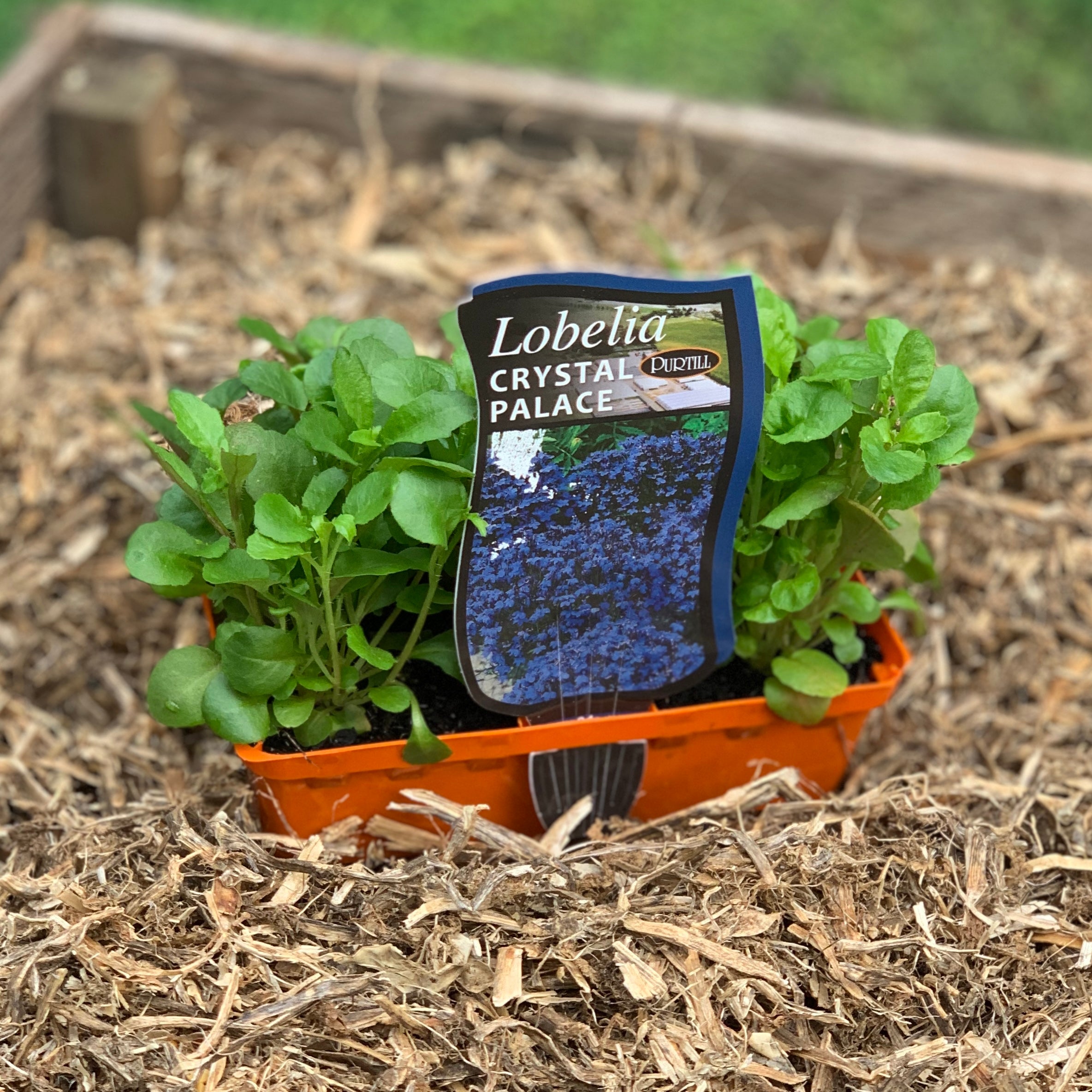 Lobelia 'Crystal Palace' - Vibrant Blue Annual Flowers for Garden Borders, Hanging Baskets & Window Boxes | Perfect for Landscaping & Outdoor Decor