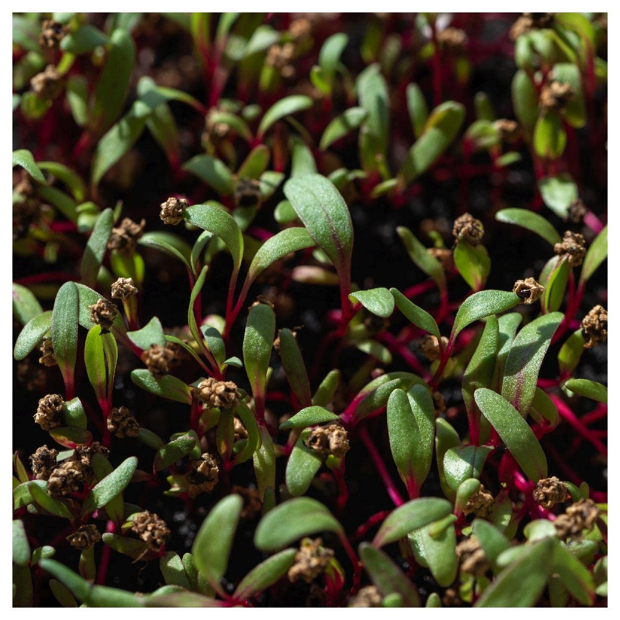 Bull's Blood Beet Seeds 1/4 Lb - Everwilde Farms - for Gardening & Cooking