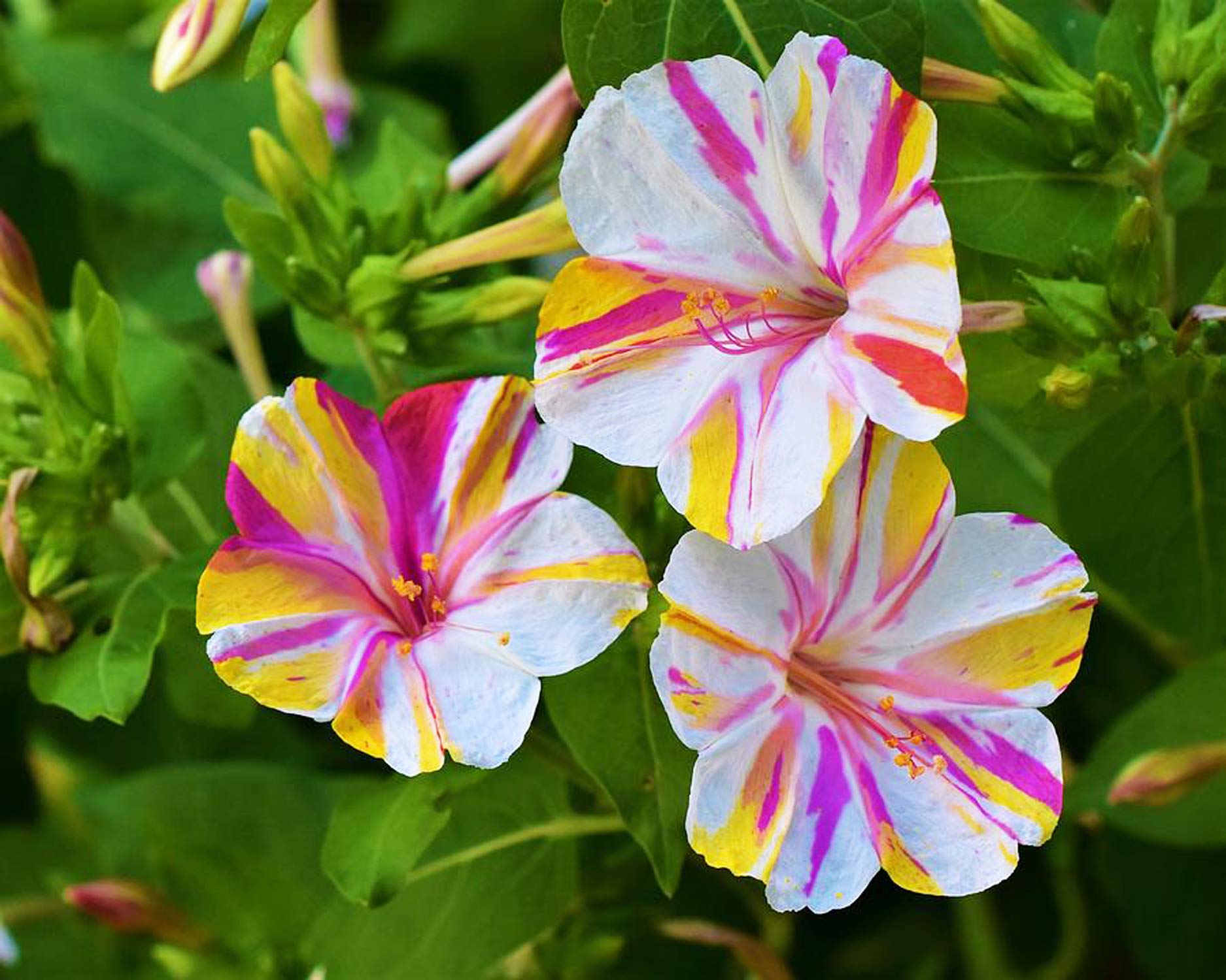 UtopiaSeeds Broken Colors Four O'Clock Flower Seeds (Mirabilis Jalapa) - Heat & Drought Tolerant, Fragrant Blooms for Gardens, Landscaping & Containers - Perfect for Sunny Borders, Patios & Xeriscaping