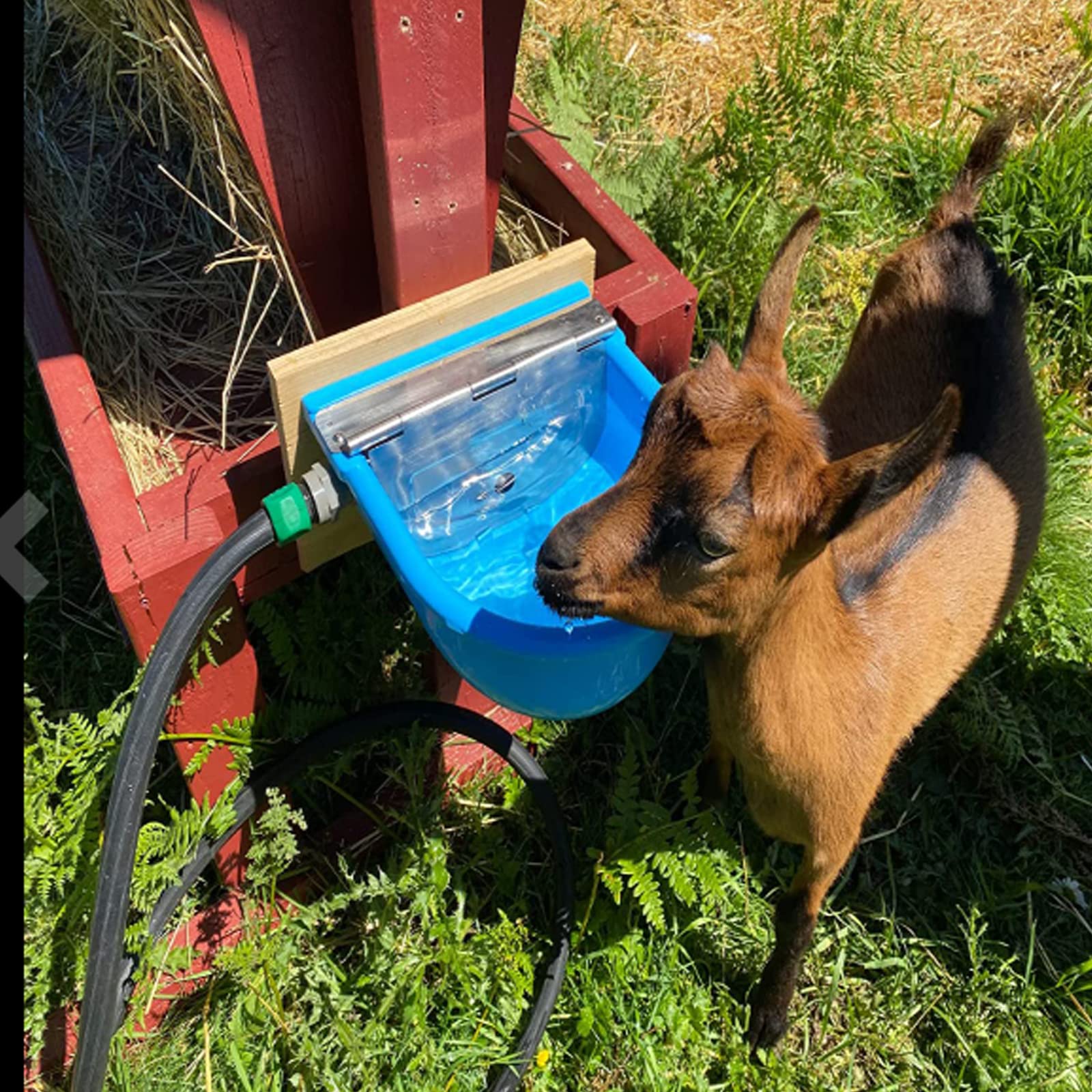 Automatic Plastic Livestock Water Bowl for Horses, Cattle, Goats, Sheep & Dogs - Farm Grade Animal Water Trough with Drainage Hole & 39.37