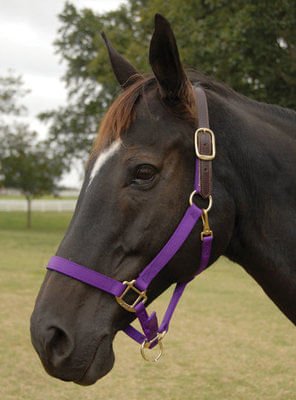 Durable Breakaway Horse Halter with Adjustable Buckle - Safe Escape Design for Horses - Perfect for Trail Riding, Training & Pasture Safety