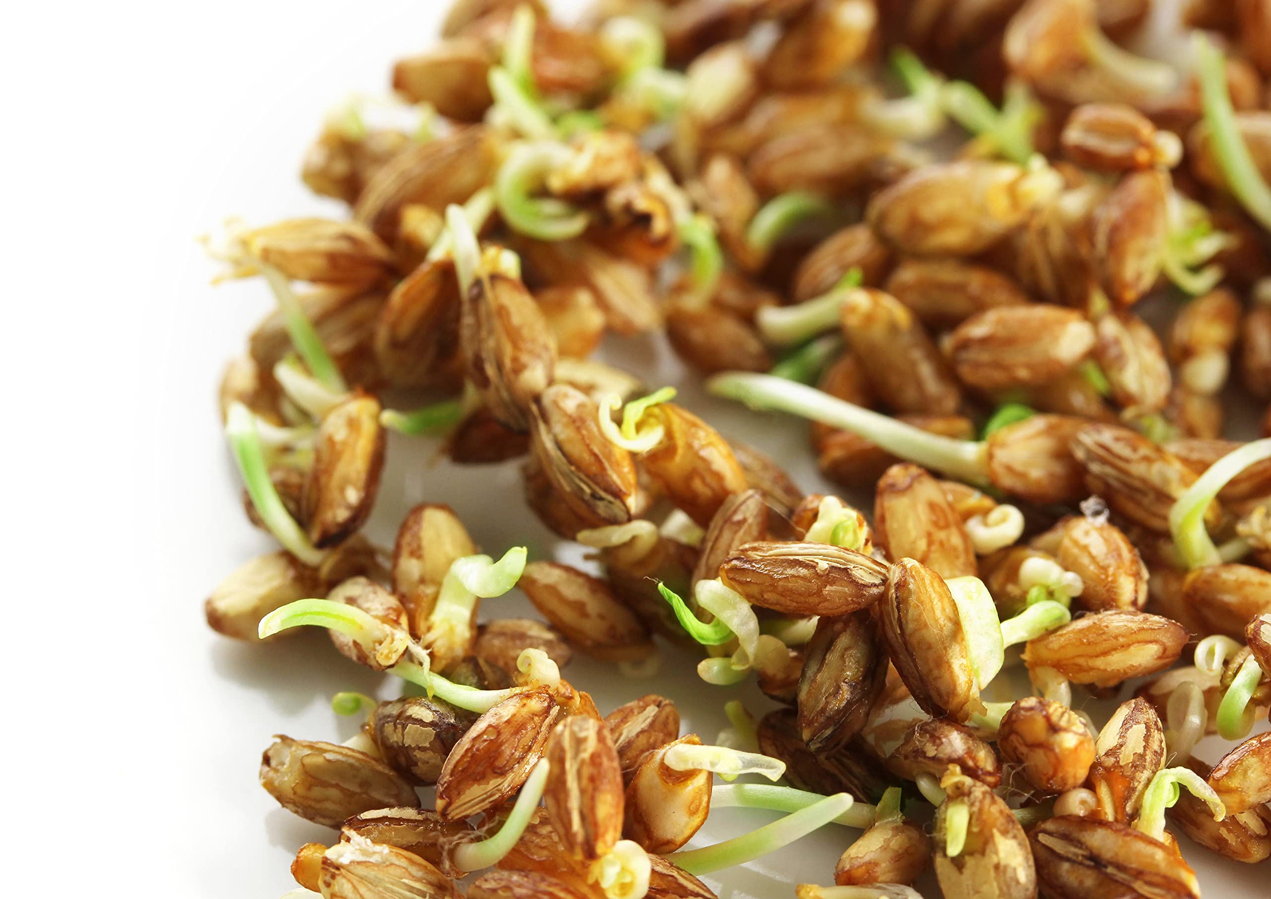 Food to Live Hard Red Wheat Berries, 5 Pounds – Organic Sprouting Seeds for Wheatgrass, Bread Making & Home Gardening | Kosher, Raw, Vegan, Non-GMO Bulk Wheat | Perfect for Juicing, Baking & Healthy Recipes
