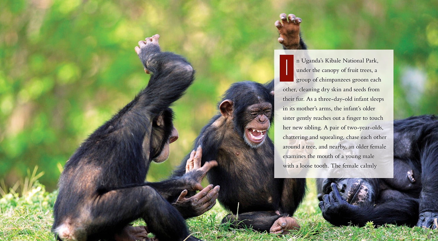 Chimpanzees Book - ISBN 9781608182862 - Perfect for Animal Lovers, Science Enthusiasts & Classroom Learning