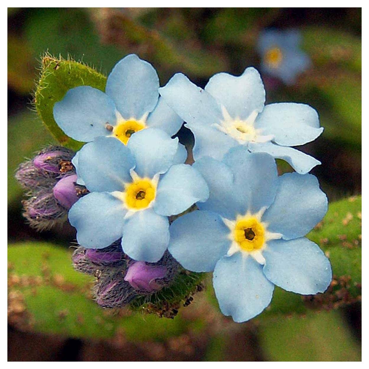 Everwilde Farms - 2000 Forget-Me-Not Wildflower Seeds - Premium Gold Vault Jumbo Seed Packet for Gardens, Bouquets & Landscaping
