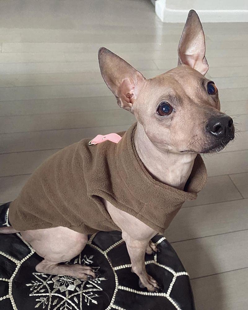 Gooby Fleece Vest Dog Sweater - Brown, X-Small - Warm Pullover Fleece Jacket for Small Dogs with O-Ring Leash Attachment - Winter Dog Coat for Cold Weather - Perfect for Small Breed Puppies & Adult Dogs (Boy/Girl) - Ideal for Outdoor Walks, Park Visits & Winter Adventures