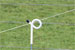 Heavy Duty Pigtail Step-In Fence Post - 40
