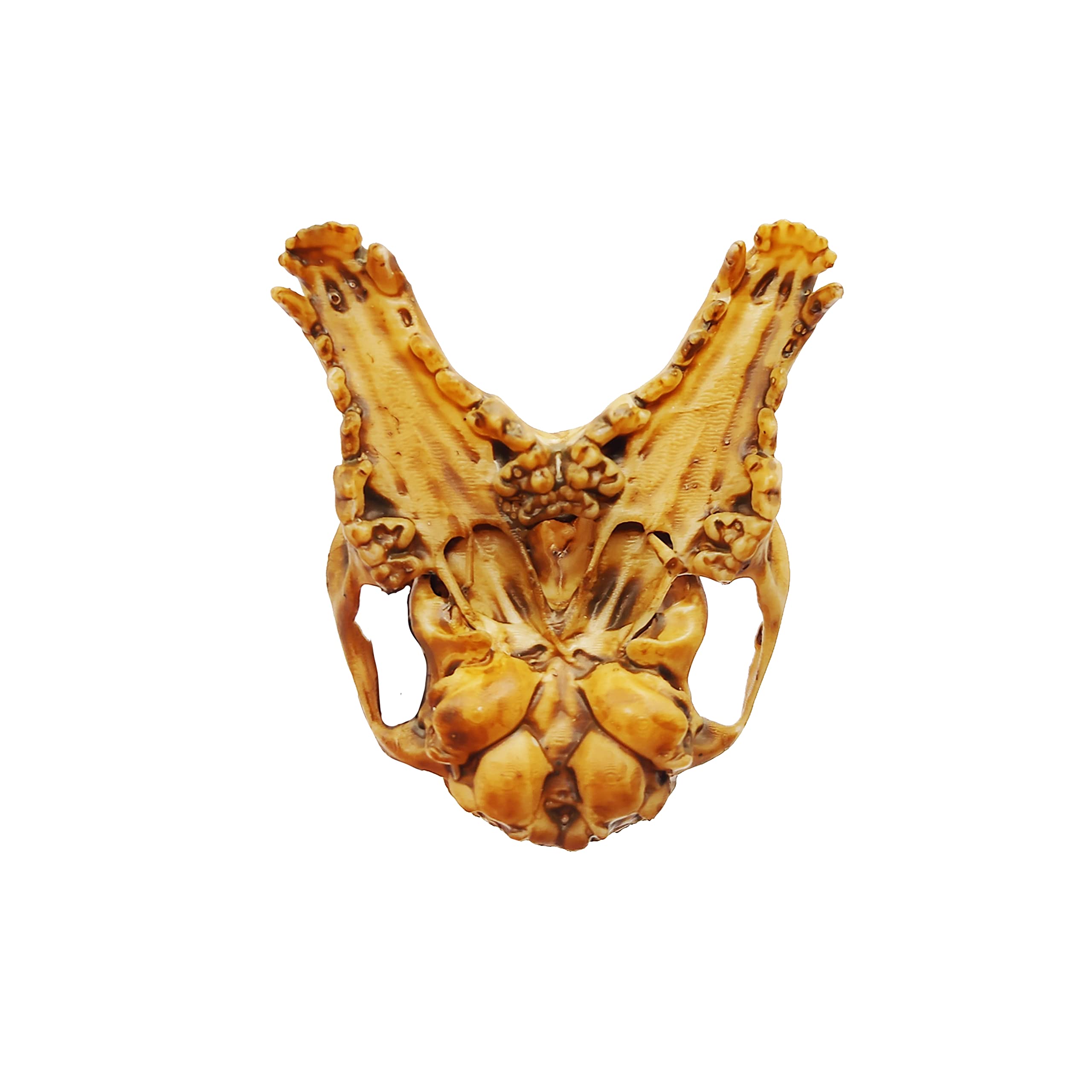 1:6 Scale Fox Conjoined Skull Miniature Replica - Aged Finish for Dollhouse, Diorama & Gothic Decor | Perfect for Halloween Displays, Dark Academia Aesthetics & Oddity Collections