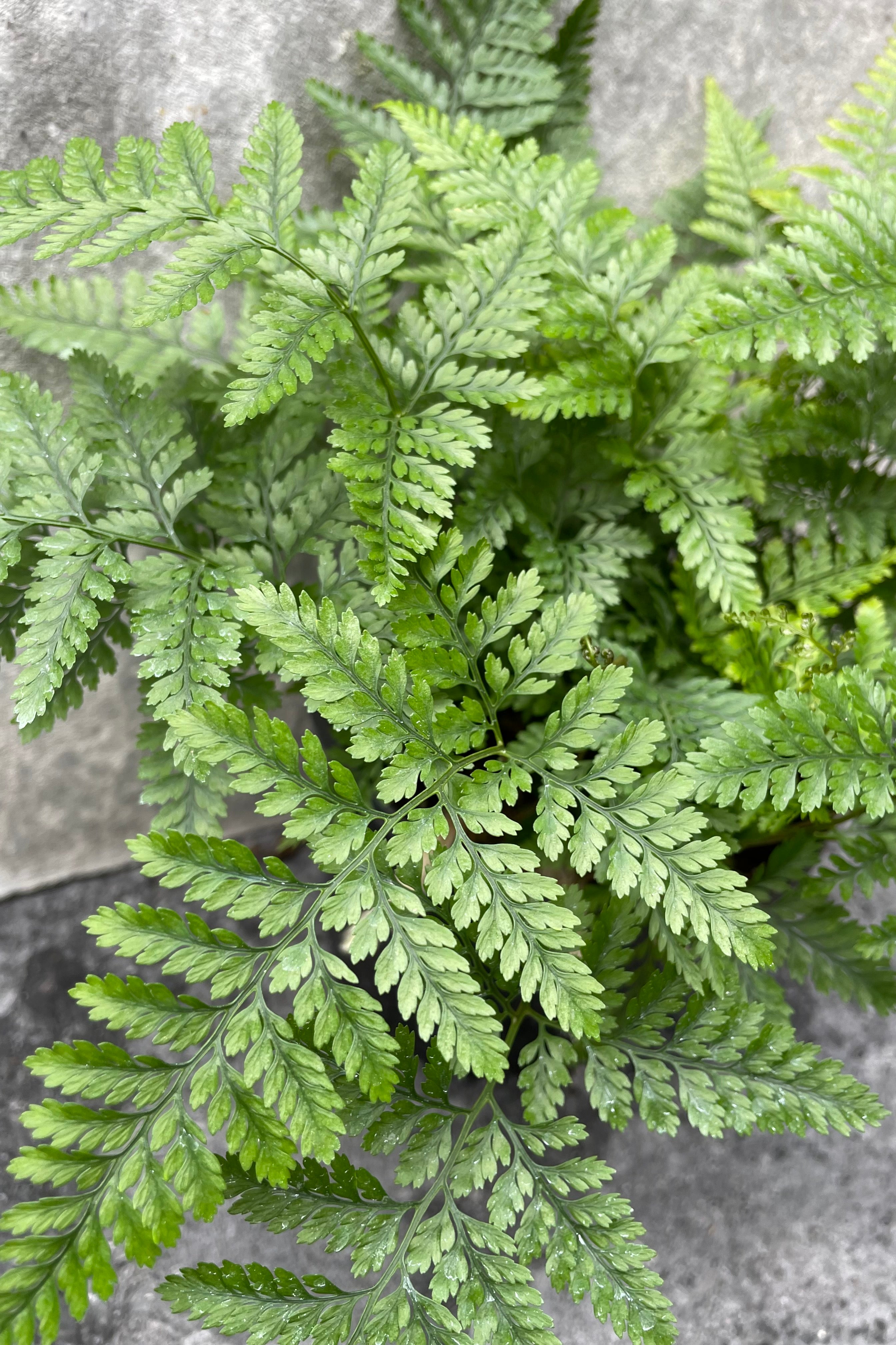 Davallia fejeensis Rabbit Foot Fern - 6 Inch Live Indoor House Plant | Perfect for Home Decor, Office Spaces & Hanging Baskets