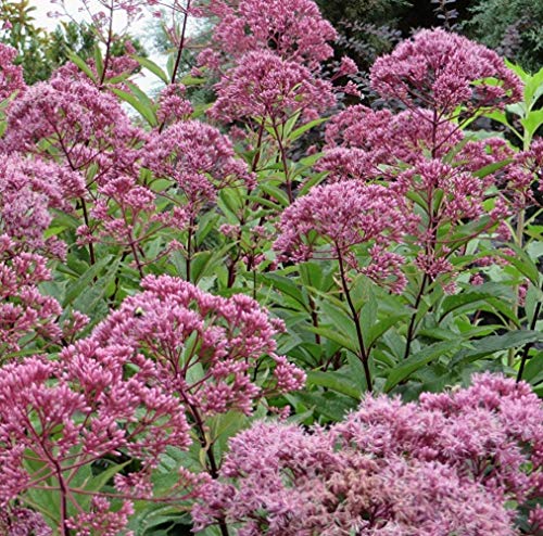 20 Seeds of Eupatorium Maculatum - Spotted Joe Pye Weed Seeds | Native Perennial Wildflower with Pink-Purple Blooms | Perfect for Butterfly Gardens, Pollinator Habitats & Natural Landscaping
