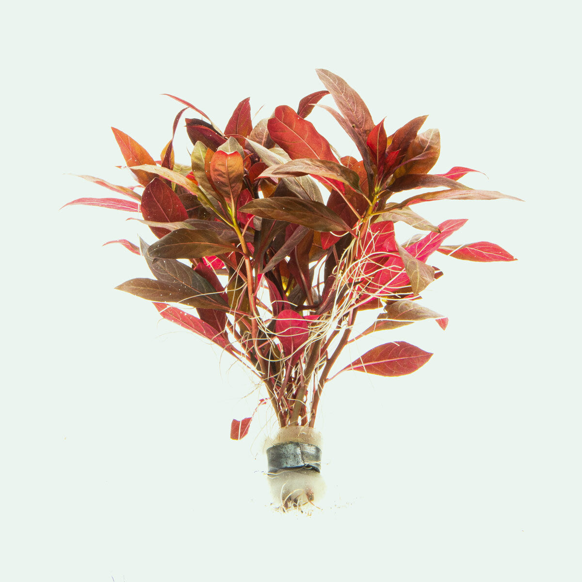 Alternanthera Reineckii Aquatic Plant - Live Aquarium Plants for Fish Tanks, Ponds & Terrariums | Perfect for Aquascaping & Water Gardens