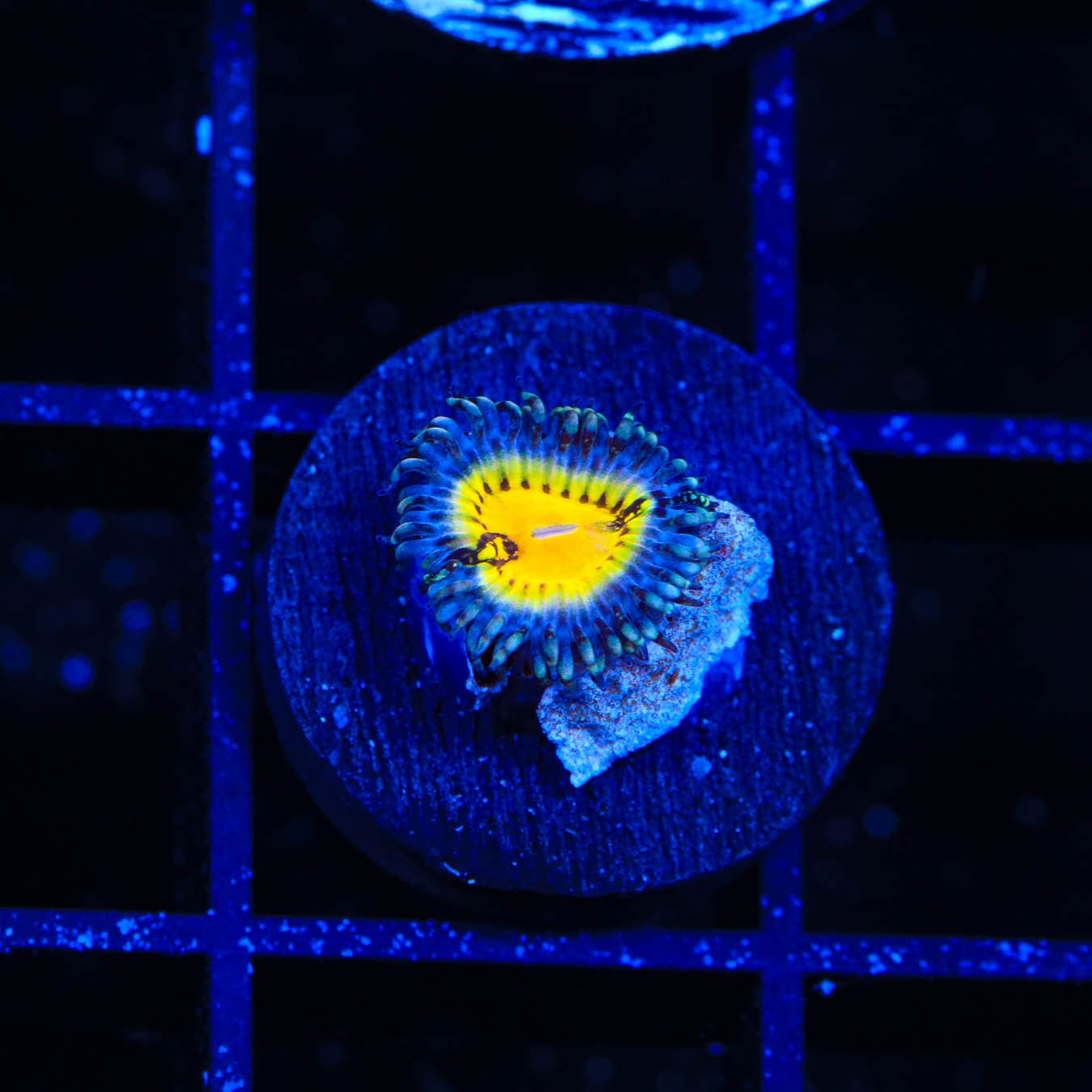 Premium Zoanthid Coral for Saltwater Aquariums - Vibrant Colors & Easy Care - Perfect for Reef Tanks & Marine Displays