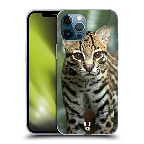 Closeup Of An Ocelot
