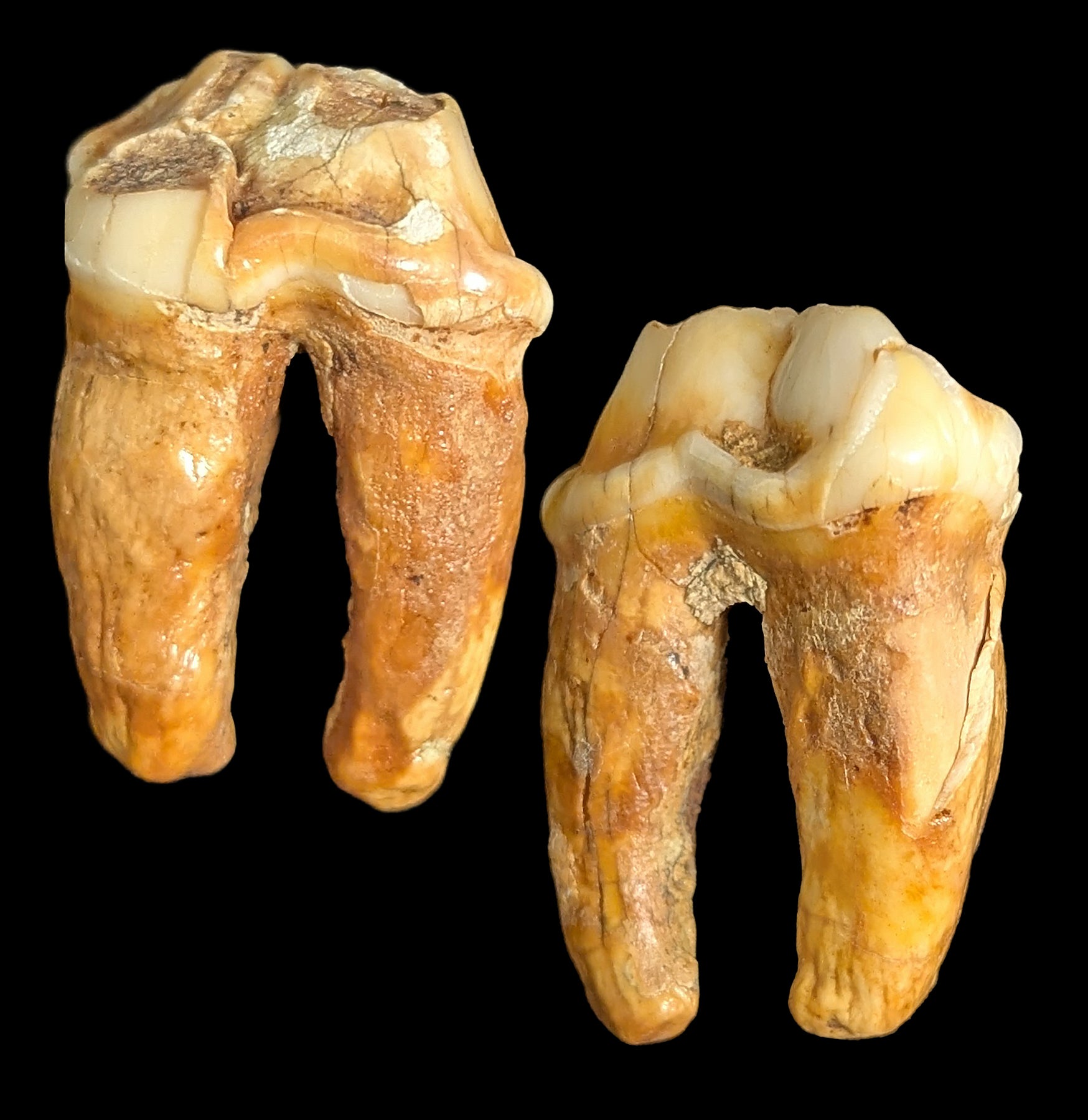 Authentic Small Fossilized Cave Bear Teeth - Collectible Prehistoric Relic for Paleontology Enthusiasts & Home Decor