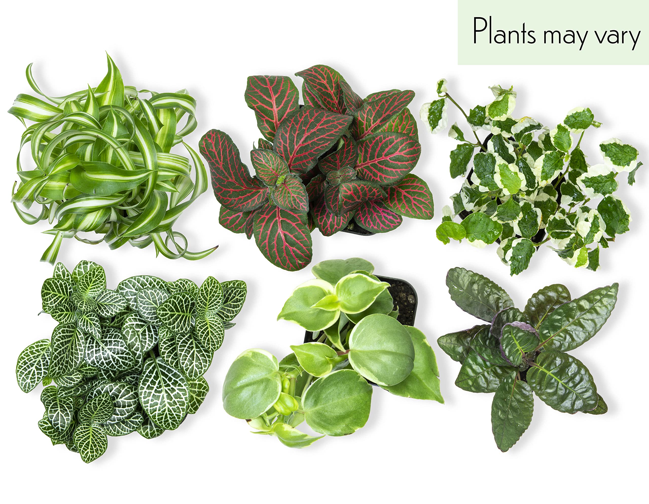 48 Pack Easy to Grow Live Houseplants in Planters - Indoor Plants Collection with Potting Soil Mix, Home Decor Planting Kit for Living Room, Office, or Outdoor Garden Gifts by Plants for Pets