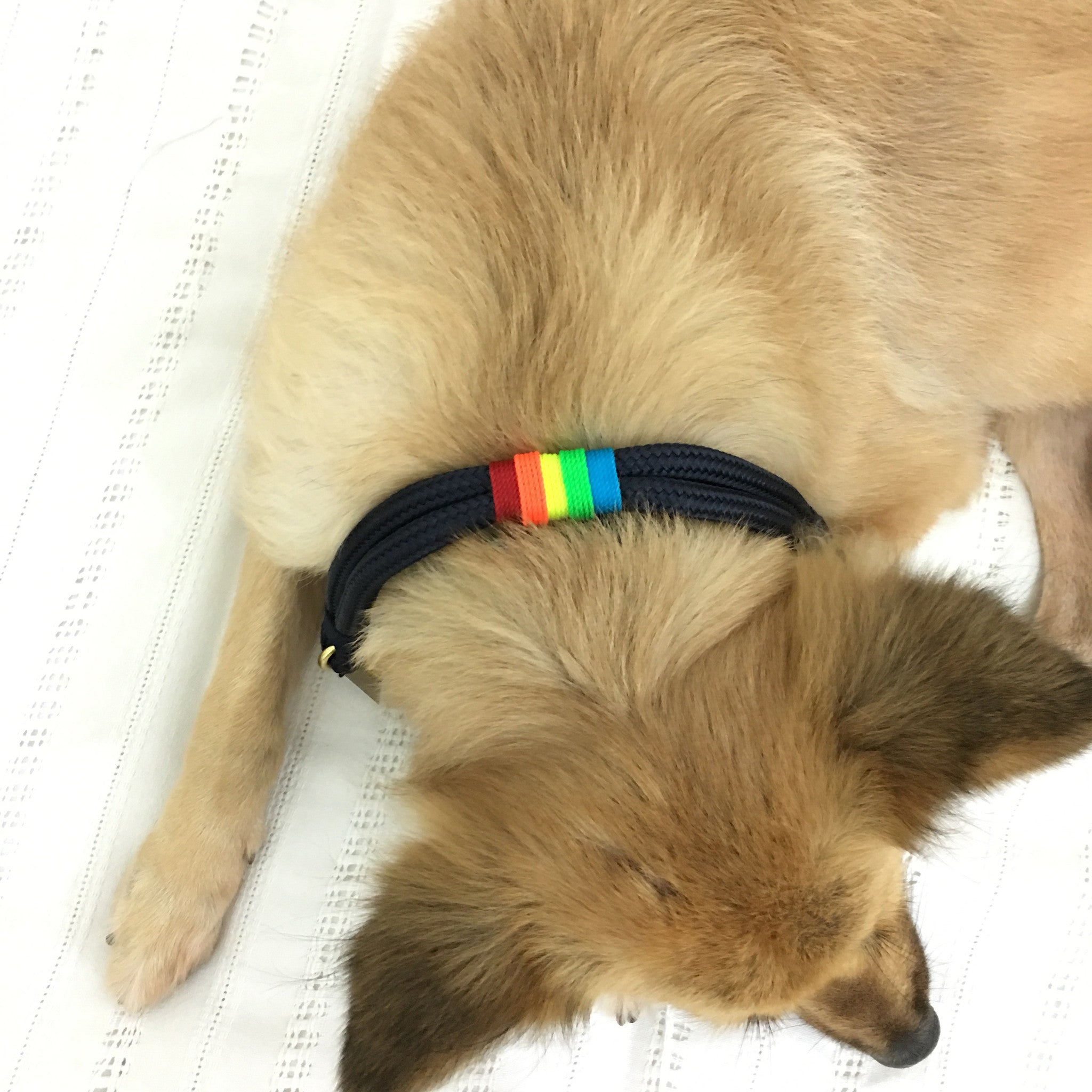 Rugged Hudson Dog Collar - Rainbow Stripes on Navy Blue Nylon - Durable & Stylish for Medium to Large Dogs - Perfect for Outdoor Adventures & Daily Walks