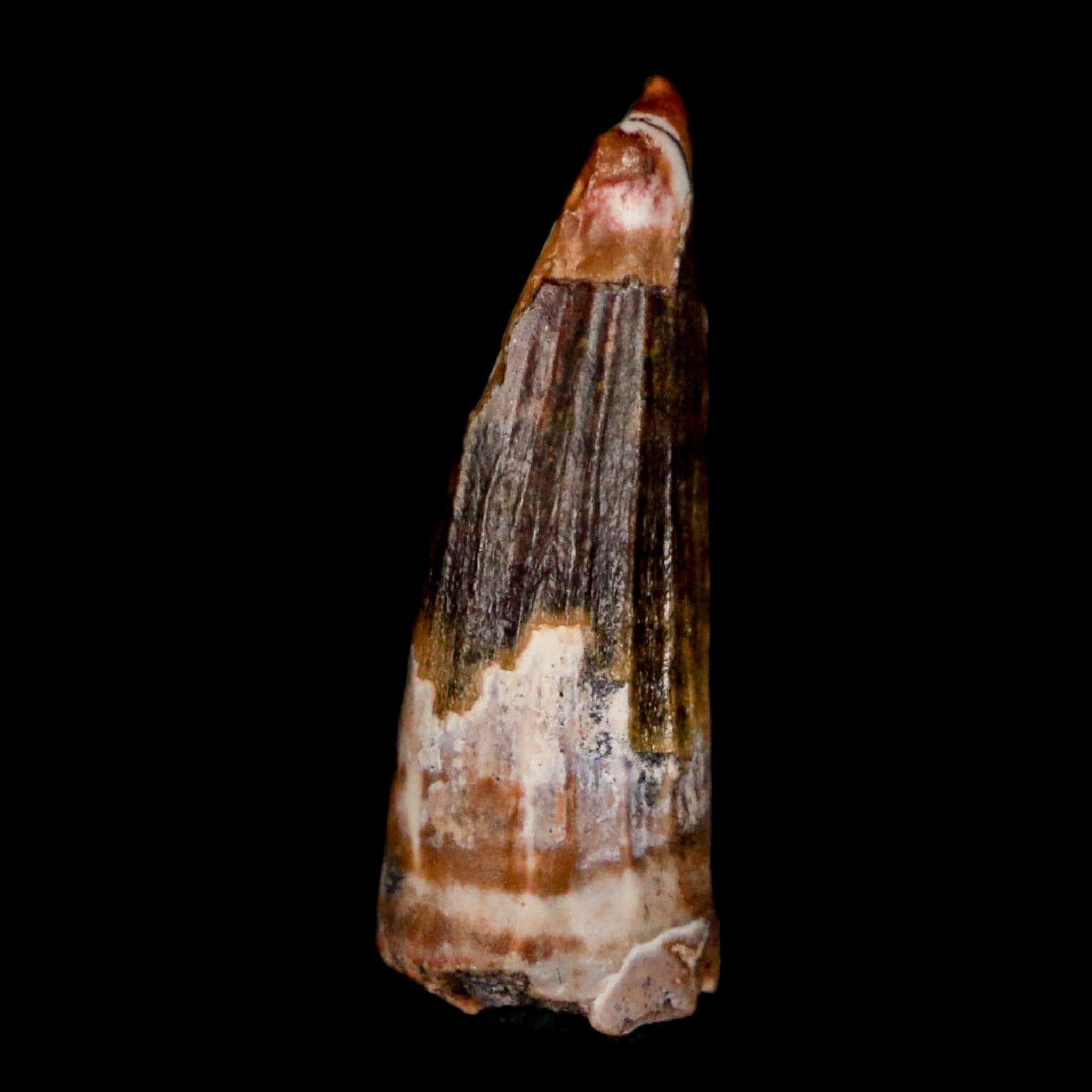Authentic Suchomimus Fossil Tooth - Cretaceous Spinosaurid Dinosaur Specimen from Niger with COA | Perfect for Paleontology Collections, Educational Displays & Dinosaur Enthusiasts